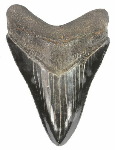 Serrated, Megalodon Tooth - Dark Enamel #69767